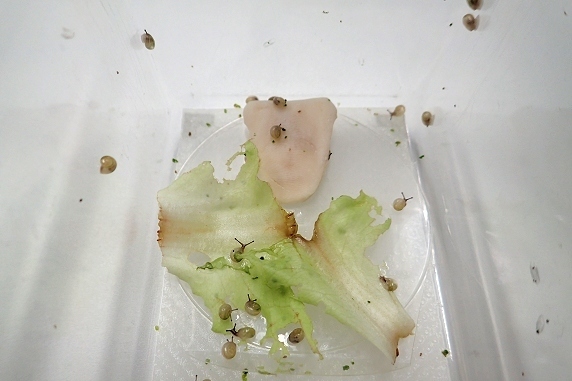 カタツムリ赤ちゃんケースの掃除