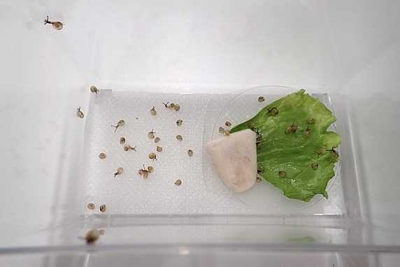 カタツムリ赤ちゃんケースの掃除