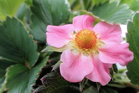 四季成りイチゴの開花