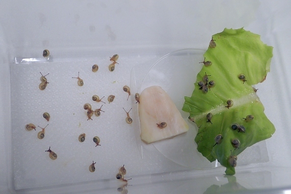 食欲を増すカタツムリの赤ちゃん