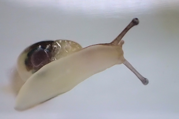 食欲を増すカタツムリの赤ちゃん