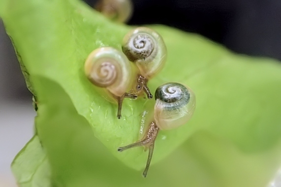 食欲を増すカタツムリの赤ちゃん