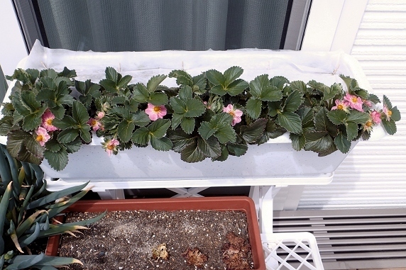 開花が進む四季なりイチゴ