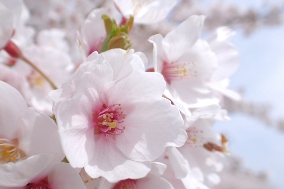 桜満開、春爛漫。