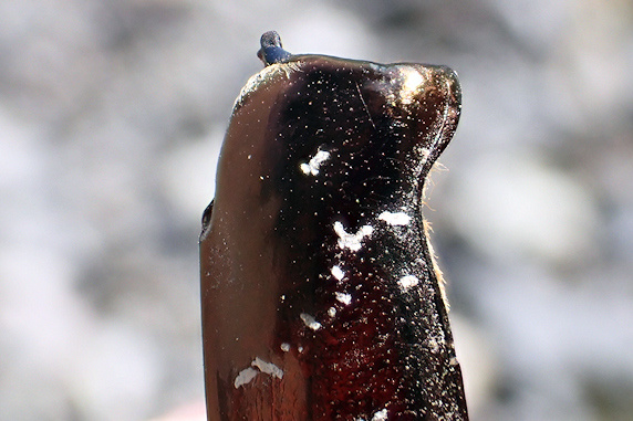 シロテンハナムグリの鞘翅を発見