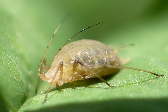 アブラバチに寄生されたアブラムシ