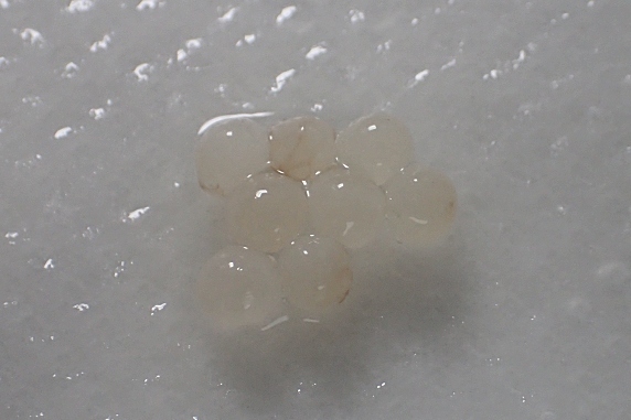 またまたカタツムリが産卵