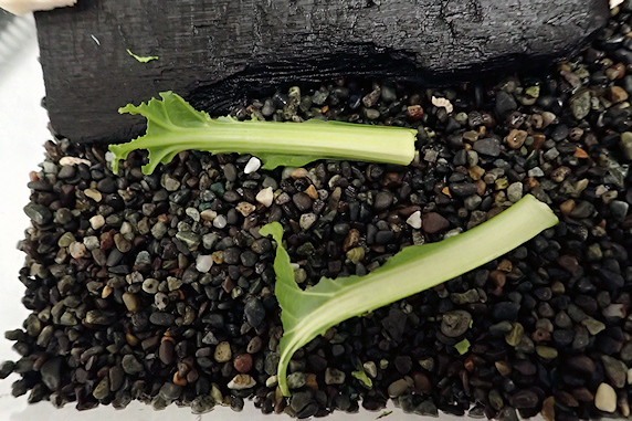 カタツムリに小松菜をあげた