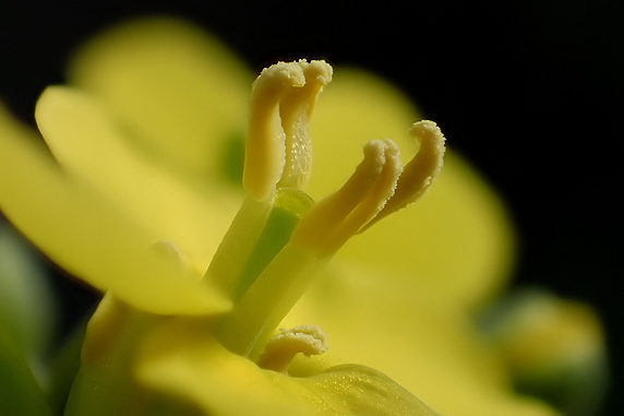 窓際小松菜開花