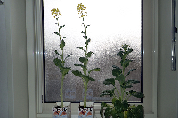 窓際小松菜全部開花