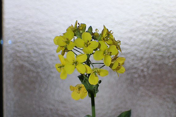 窓際小松菜全部開花