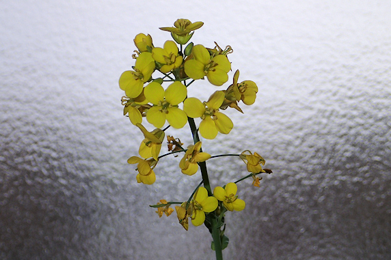 窓際小松菜全部開花