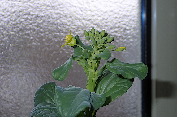 窓際小松菜全部開花