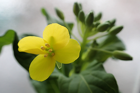 窓際小松菜全部開花