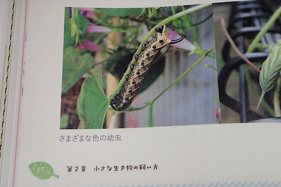 エビガラスズメの幼虫の写真が書籍に掲載されました
