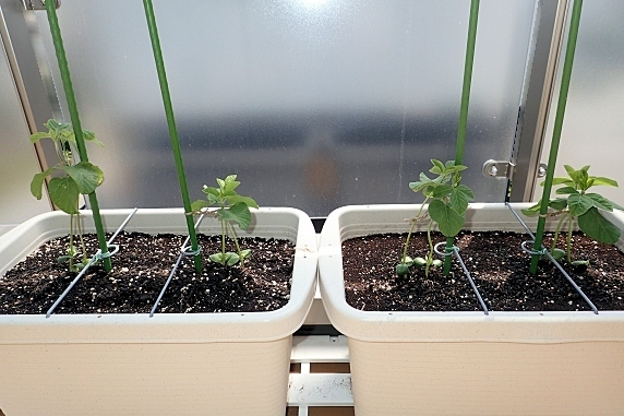 ベランダ菜園実況