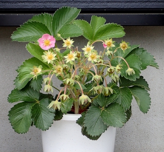 ベランダ菜園実況
