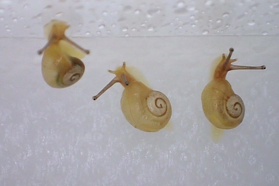 5mmの殻の赤ちゃんカタツムリ