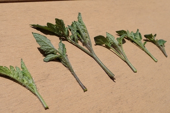 ベランダ菜園実況
