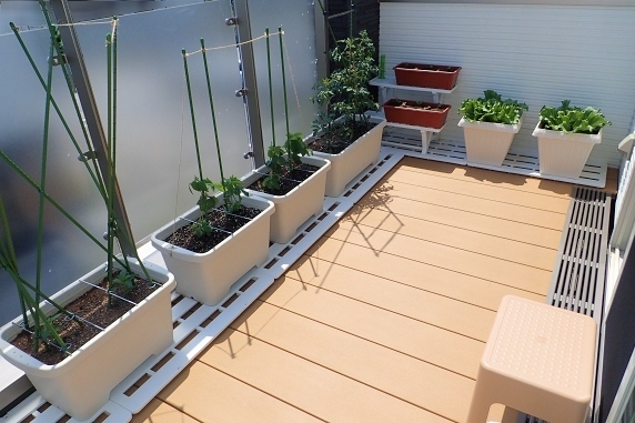 ベランダ菜園実況