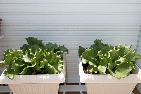 ベランダ菜園実況