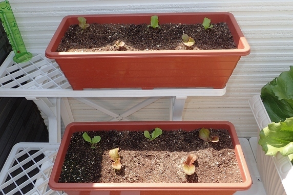 ベランダ菜園実況