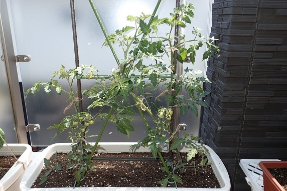 ベランダ菜園実況
