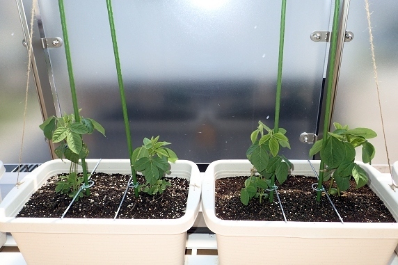 ベランダ菜園実況