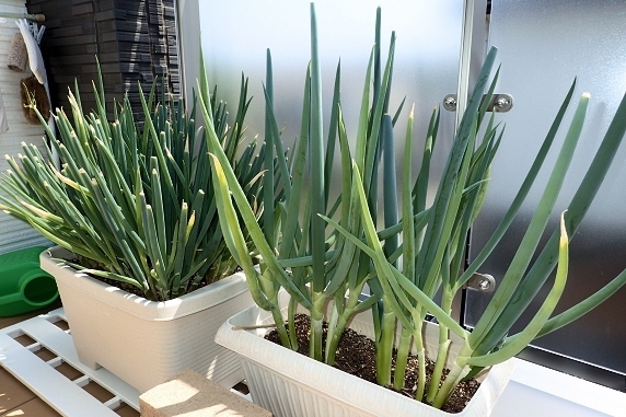 ベランダ菜園実況