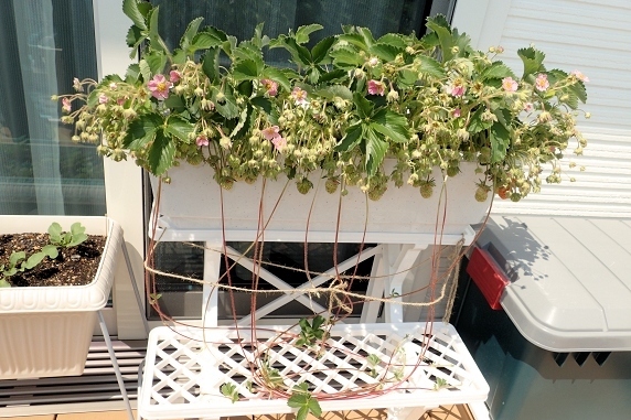 ベランダ菜園実況