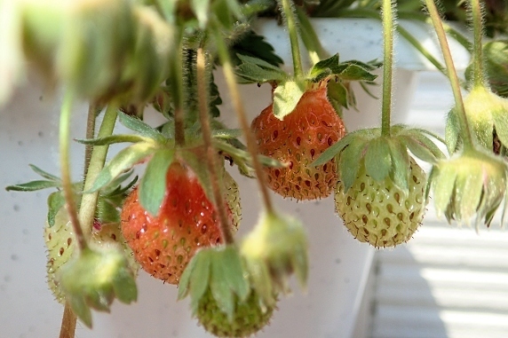 ベランダ菜園実況