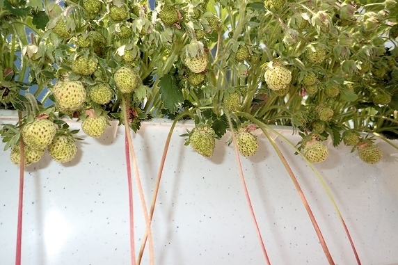 ベランダ菜園実況