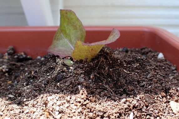 ベランダ菜園実況