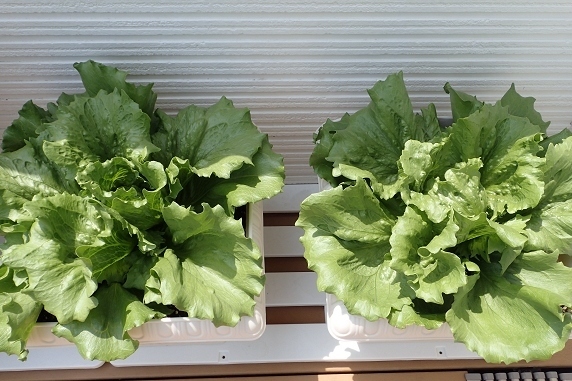 ベランダ菜園実況