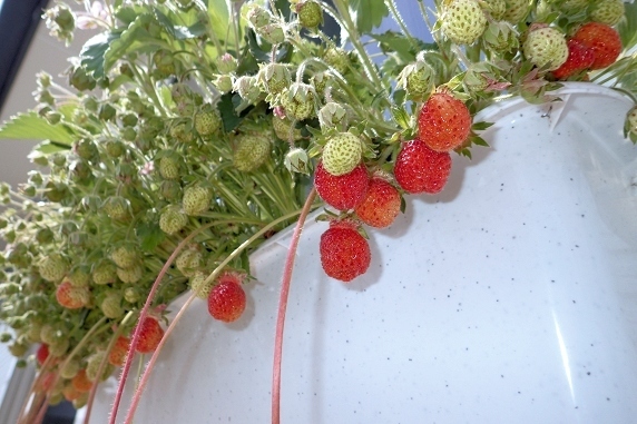 ベランダ菜園実況