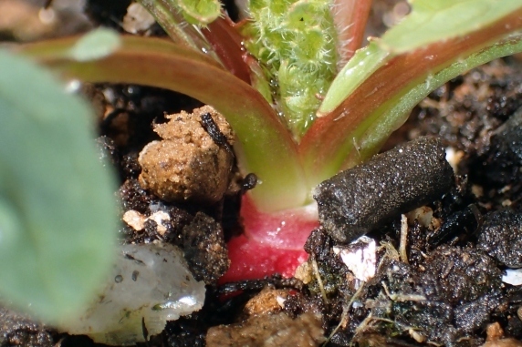 ベランダ菜園実況