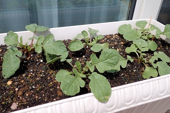 ベランダ菜園実況