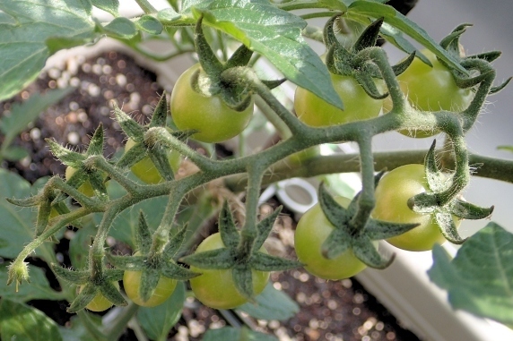 ベランダ菜園実況