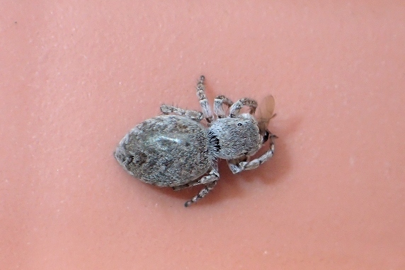 羽アリを捕食するネコハエトリ