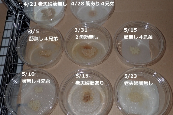 筋あり4兄弟の卵に孵化の兆し!