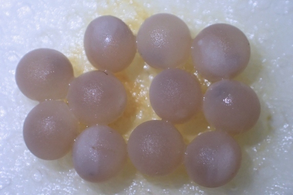筋あり4兄弟の卵に孵化の兆し!