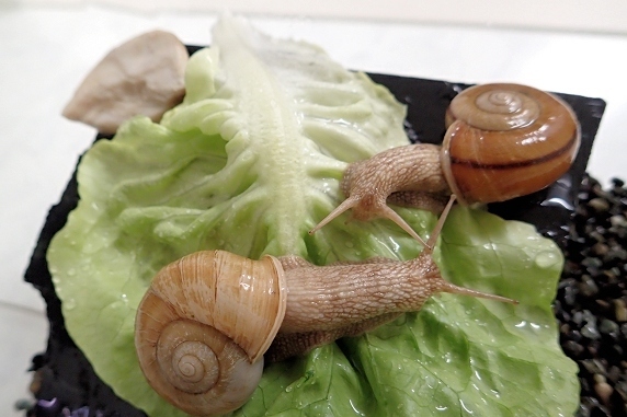 老夫婦が産卵