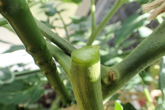 ベランダ菜園実況