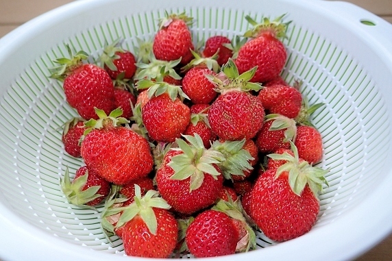 四季なりイチゴの収穫