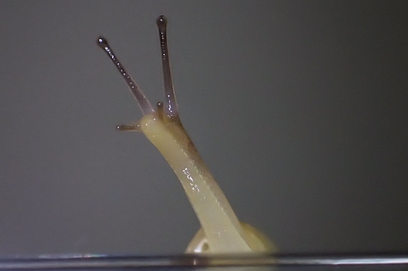 カタツムリにミックスレタスをあげた