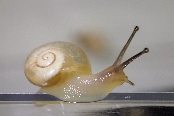カタツムリにミックスレタスをあげた