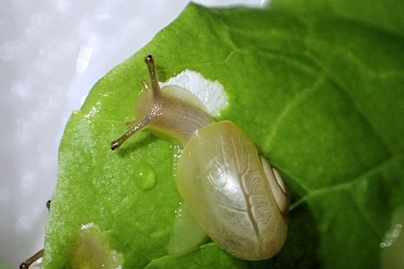 カタツムリにミックスレタスをあげた
