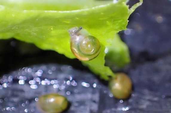 体が透けるカタツムリ