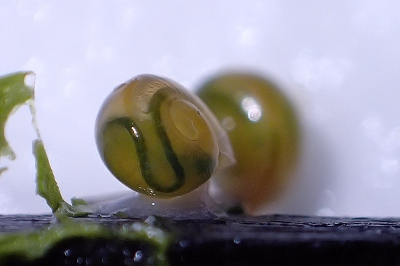 体が透けるカタツムリ