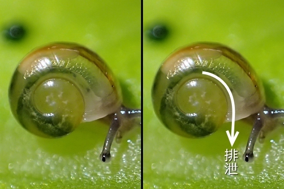 体が透けるカタツムリ